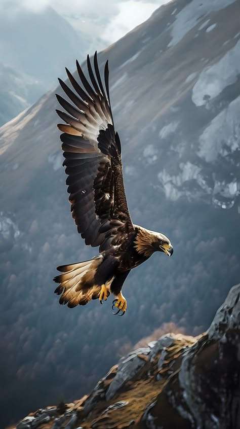 Eagle Pictures Photography, Eagle Wallpaper Hd, Eagle Live Wallpaper, Eagle Pictures Photography Nature, Eagle Landscape, Hawk Art, Eagle Jewelry, Eagles Shirt, Eagles Sweatshirt