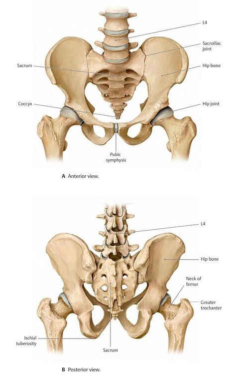 Pelvis Bone, Human Skull Anatomy, Pelvis Anatomy, Bone Anatomy, Joints Anatomy, Human Skeleton Anatomy, Leg Anatomy, Skull Anatomy, Anatomy Bones