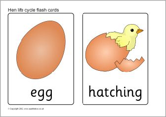 Hen life cycle flash cards - SparkleBox Duck Life Cycle, Earth Preschool, Life Cycles Preschool, Ag Classroom, March Ideas, Birds Theme, Science Kids, Life Cycles Activities, Classroom Science