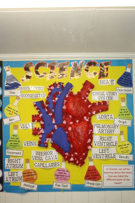 Year 6 'blood, bones and body bits' human anatomy heart classroom display.                                                                                                                                                                                 More Biology Display Board Ideas, Year 6 Classroom Displays, Science Dp, Classroom Displays Secondary, Human Anatomy Heart, Health Science Classroom, Year 6 Classroom, Anatomy Classroom, Heart Display