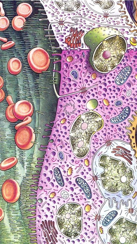 Biology Phone Wallpapers - Top Free Biology Phone Backgrounds - WallpaperAccess Biology Wallpaper Backgrounds, Biology Wallpaper, Aesthetic Notion Cover, Studio Ghibli Gif, Med School Aesthetic, Aesthetic Studio Ghibli, Ghibli Gif, City Gif, Chemistry Aesthetic