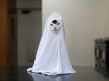 DIY Cat Ghost Costume - PetDIYs.com Ghost Cat, Kitty Kitty, Cat Costumes, Pet Costumes, Cat Diy, Cats Meow, Halloween Cat, Crazy Cat Lady, Cat Photo