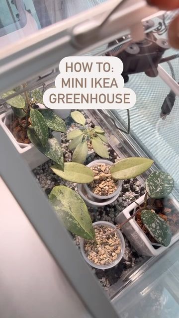 Åkerbär Ikea Greenhouse, Socker Ikea, Ikea Socker Greenhouse, Socker Greenhouse, Ikea Socker, Ikea Greenhouse, Living In An Apartment, Plant Hacks, House Goals