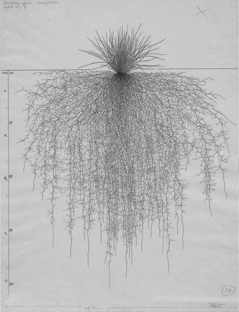 Deschampsia cespitosa - Root System Drawings - Wageningen University & Research - Image Collections Deschampsia Cespitosa, Research Images, Root System, Plant Drawing, Image Collection, Botany, Biology, University, Home And Garden