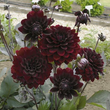 Chocolate Dahlias Black Dahlia Flower Bouquet, Black Dahlia Bouquet, Black Dahlia Flower, Black Dalia, Black Dahlias, Dalia Flower, Gray Pallet, Dahlia Black, Burgundy Dahlia