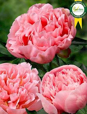 Paeonia | Etched Salmon Peony Varieties, Double Peony, Flower Magic, Nature's Bounty, Cut Flower Garden, Peonies Garden, Peony Flowers, Seed Packets, Arte Floral