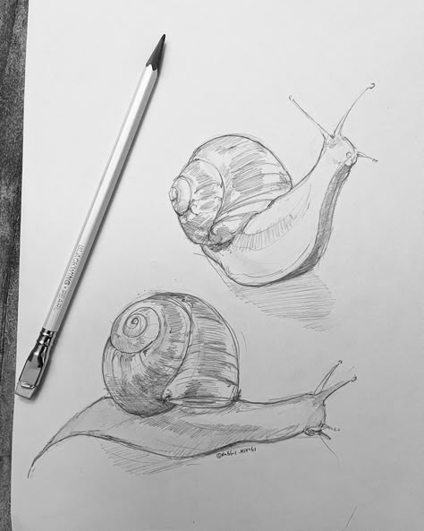 Nature Drawings Animals, Flora And Fauna Drawings Easy, Sketches Of Sea Animals, Insect Sketches Simple, Water Animal Drawing, Biro Drawing Simple, Animal Study Sketch, Art Inspo Pencil, Sketches Fish