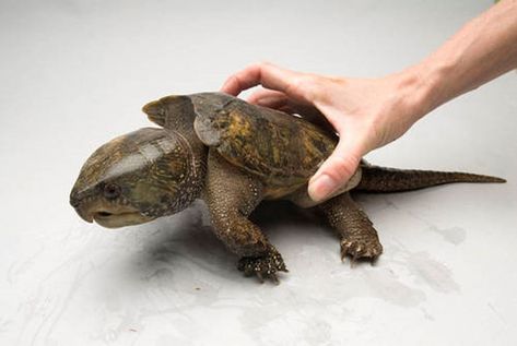 Loopholes found in licensing for raising big-headed turtles Turtle Species, Snake Turtle, Turtle Day, Joel Sartore, The Turtles, Wichita Kansas, Reptiles Pet, Weird Creatures, Creature Concept