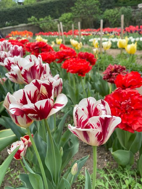 Red and white tulip flowers, flowers wallpaper, nature wallpaper Red And White Tulips, Front Yard Patio, Wedding Bible, Tulip Bulbs, Wallpaper Nature, Rose Bush, White Tulips, Red Tulips, Flowers Wallpaper