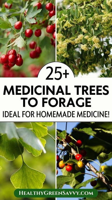 Here are the best medicinal trees to add to your foraging list to find homemade natural remedies. One big advantage of knowing which trees are used for medicine is that you can harvest remedies from many of them all year round. Learn the benefits of medicinal trees, how to harvest from medicinal trees, what to be cautious about when foraging medicinal trees, and how to use medicinal trees for homemade medicines and natural remedies. This foraging guide is perfect for beginners and avid foragers. Forest Foraging, Foraging For Beginners, Common Wildflowers, Foraging Guide, Plant Uses, Medicinal Wild Plants, Medicinal Weeds, Leaf Identification, Wild Lettuce