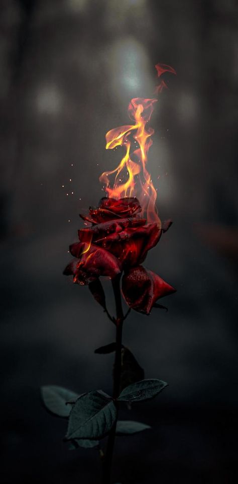 Burning Rose Aesthetic, Rose Hd Photo, Rosé Hd, Tumblr Flower, Full Hd Wallpaper Download, Burning Rose, Decent Wallpapers, Rose Aesthetic, Dark Red Wallpaper