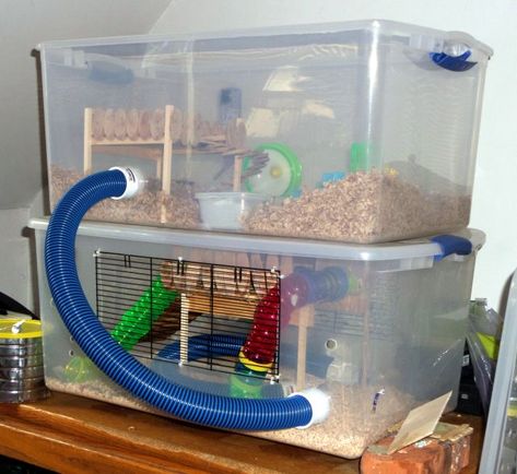 Hamster Cage Design, Diy Hamster Habitat Ideas, Best Hamster Cage Ideas, Hamster Diy Cage Ideas, Diy Hamster Bin Cage, Diy Hamster Habitat, Cheap Hamster Cage Ideas, Cool Hamster Cages Diy, Cage Ideas For Hamsters