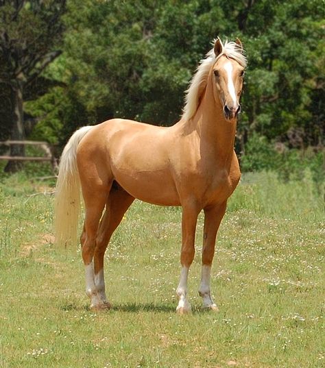 Palomino Horses | Napoleon - Palomino part Saddlebred Stallion | Flickr - Photo Sharing! Cai Arabi, Palomino Horses, Palomino Horse, American Saddlebred, Horse Dressage, Most Beautiful Horses, Most Beautiful Animals, Majestic Horse, Horses And Dogs