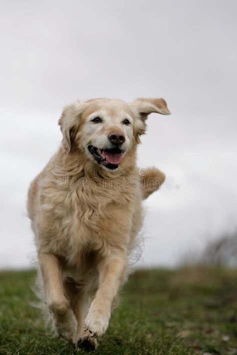 Running golden retriever dog. Frontal portrait of a smiling and running blond go #Sponsored , #PAID, #Paid, #retriever, #Running, #running, #dog Dog Stock Photo, Running Dog, Dogs Golden Retriever, Retriever Dog, Biology, Golden Retriever, Photo Image, Family Guy, Puppies