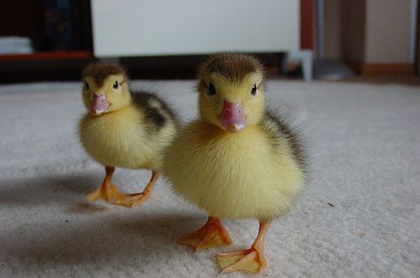 I want these roaming around in my house!! Two Animals Together, Two Cute Animals, Funny Pictures Of Animals, Two Animals, Ducks In A Row, Flying Creatures, Ducks And Geese, Literally Us