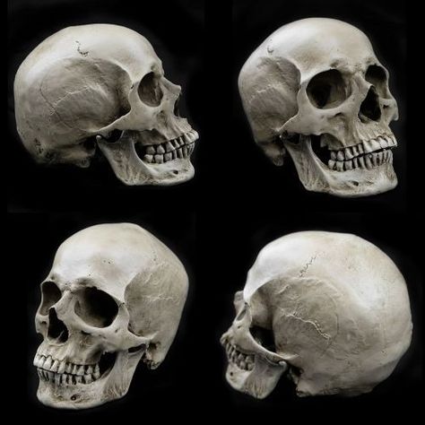 Skull For Drawing, Skull From Behind, Skull Reference Anatomy, Human Skull Photography, Skull Photography, Real Human Skull, Skull Human, Skull Anatomy, Skull Reference