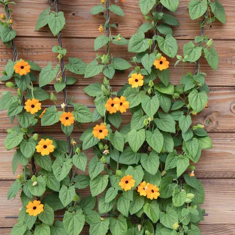 Add dimension to your outdoor space with these 35 perfect climbing plants for a trellis. Discover flowering vines, ivy, and evergreen shrubs that will perfectly enhance your garden today. #verticalgarden #beginnergardening #gardenideas #springgarden #privacyfence #diylandscaping #artsyprettyplants Climbing Flowering Vines, Thunbergia Alata, Black Eyed Susan Vine, Trellis Plants, Attract Pollinators, Climbing Vines, Garden Centre, Tropical Climate, Patio And Garden