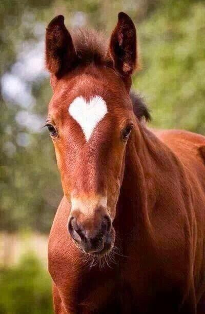 Little heart Regnul Animal, Heart In Nature, Majestic Horse, All The Pretty Horses, Horse Crazy, Cute Horses, Pretty Horses, Horse Pictures, Horse Love