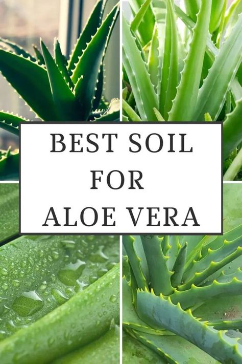 Aloe Plant Care, Aloe Vera Plant Indoor, Growing Aloe Vera, Aloe Vera Care, Succulent Potting Mix, Aloe Vera Benefits, Vegetable Garden Planner, Lucky Plant, Planting Pot