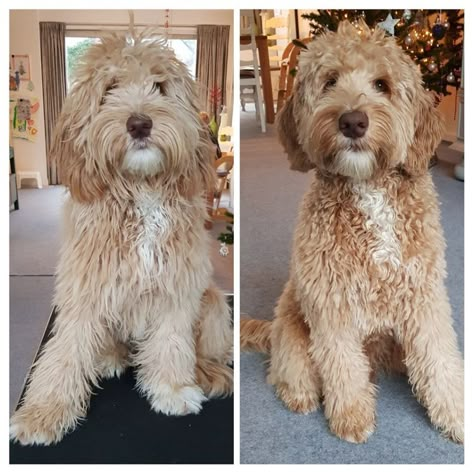 Golden Doodle Haircut Before And After, Goldendoodle Puppy Haircut, Aussiedoodle Haircut, Golden Doodle Haircut, Doodle Haircuts, Doodle Cuts, Labradoodle Grooming, Doodle Grooming, Aussie Doodle