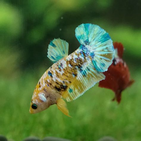 Female Beta Fish, Betta Sorority, Female Betta Fish, 2023 Plans, Female Betta, Koi Betta, Sorority Ideas, Betta Tank, Turtle Tank