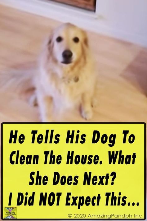 Dogs, Home, Cute, food, Dogs Gif, Funny Talking Dog, Dogs Doodle, Smart Cleaning, Trained Dog, Clean The House, Animal Photography Wildlife, Cleaning The House, Crazy Aunt