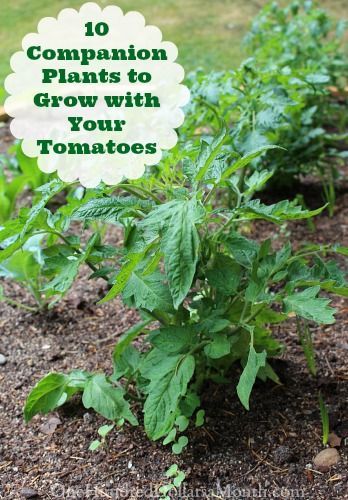 10 Companion Plants to Grow with Your Tomatoes: Compost Container, You Nails, Growing Organic Tomatoes, Companion Gardening, Garden Companion Planting, Growing Tomatoes In Containers, Companion Plants, Plants To Grow, Tomato Garden