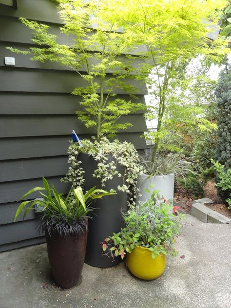 Pnw House, Seattle Garden, Yard Remodel, Plant Ideas, Spring Landscape, Garden Containers, Container Gardens, Home Landscaping, Landscape Ideas