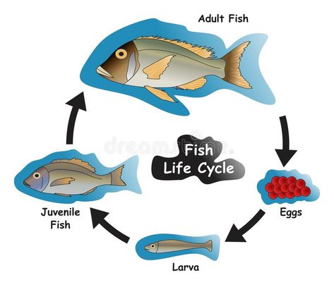 Fish Life Cycle Infographic Diagram vector illustration Life Cycle Infographic, Fish Drawing Easy, Cycle Infographic, Fish Life Cycle, Life Cycles Preschool, Infographic Diagram, Cycle Drawing, Diagram Illustration, Blue Catfish