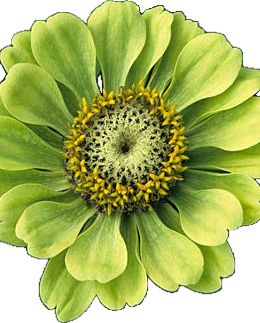 Zinnia Elegans, Zinnia Flowers, Simple Green, Unique Flowers, Green Flower, Beautiful Blooms, Flower Seeds, Green Flowers, Love Flowers