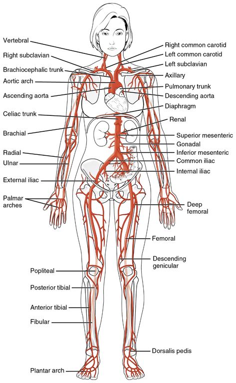 Major Arteries, Health And Fitness Magazine, Human Anatomy And Physiology, Healthy Diet Tips, Medical Anatomy, Daily Health Tips, Body Anatomy, Fitness Advice, Medical Technology