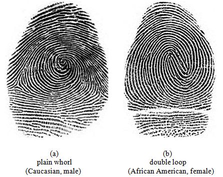 Fingerprint Patterns and the Analysis of Gender Differences in the Patterns Based on the <i>U</i> Test Finding Out Baby Gender, Types Of Fingerprints, Swim Instructor, Album Cover Wallpaper Collage, Thumb Prints, Scout Leader, Shape Of You, How To Better Yourself, Fingerprint