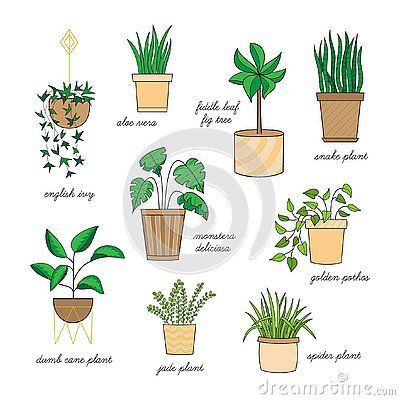 Indoor Houseplants Vector Illustration Drawing Set Stock Vector - Illustration of garden, cane: 176079842 Pothos Drawing, Golden Pothos Care, Pothos Care, Plants Vector, Home Plants, Golden Pothos, Chalkboard Ideas, Plant Vector, Pothos Plant