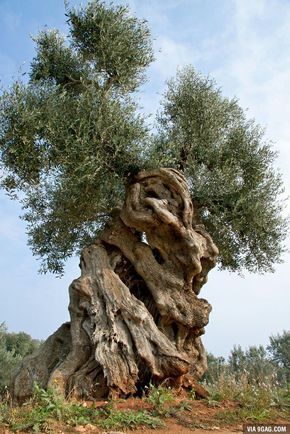 Cool Trees, Weird Trees, Amazing Trees, Twisted Tree, Magical Tree, Beautiful Trees, Puglia Italy, Old Trees, Ancient Tree