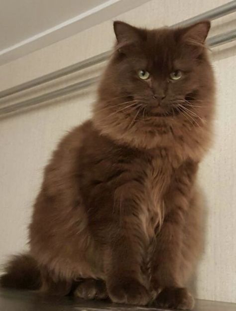 Brown Cat Fluffy, Brown Fluffy Cat, Brown Cat Aesthetic, Chocolate Brown Cat, Black And Brown Cat, Pfp Cats, Brown Pfp, Havana Brown Cat, Brown Cats