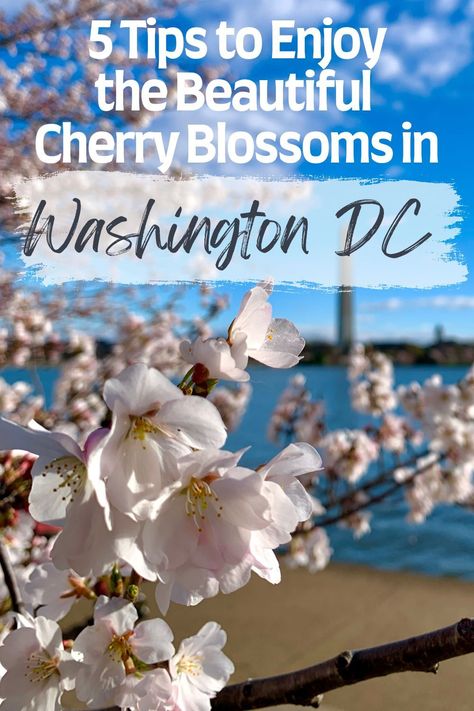 Cherry blossoms in DC with the Washington Monument off in the distance. Cherry Blossom Dc, Trip To Washington Dc, Washington Dc Travel, Dc Travel, Family Friendly Activities, Planning A Trip, United States Travel, City Travel, Cherry Blossoms