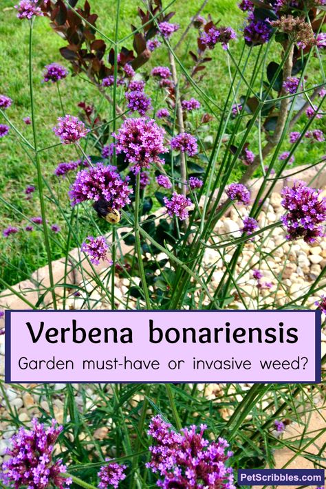 Verbena Flower, Verbena Plant, Verbena Bonariensis, Backyard Gardens, Garden Therapy, Gardening Projects, Perennial Flowers, Short Plants, Bee Garden