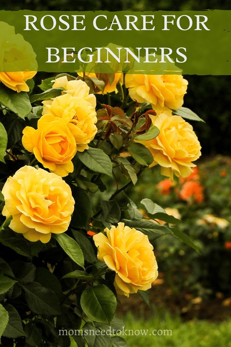 If you are new to growing roses, it can be overwhelming! Find out how to grow roses with this beginner’s guide. #gardening #gardeningtips #growroses English Tea Roses, How To Grow Roses, Rose Plant Care, Floribunda Roses, Flower Farming, Grow Flowers, Sustainable Gardening, Rose Bushes, Rose Care