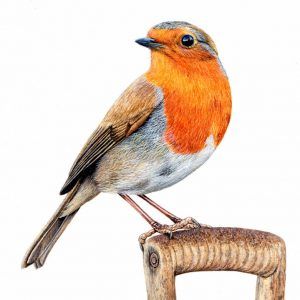 About the Artist - Paul Hopkinson - The Devon Artist Devon Artist, Animal Illustration Art, A Robin, Wildlife Paintings, Bird Artwork, Realistic Paintings, Color Pencil Art, Bird Drawings, Bird Illustration