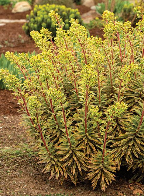 Miners Merlot Euphorbia, Euphorbia Flower, Wisteria Cottage, Euphorbia Plant, Deer Resistant Garden, Colonial Garden, Water Wise Plants, Plant Sketches, Rock Flowers