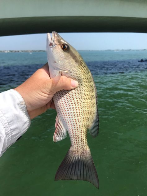 Mangrove Snapper - A Definitive Guide | Fishing from Florida Shores