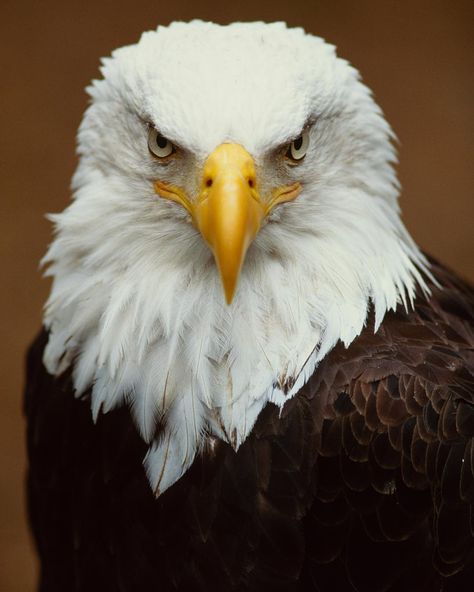 Nat Geo Image Collection on Instagram: “Photo by @michaelmelford | A portrait of a bald eagle native to Sitka, Alaska. This image is available as a limited-edition fine art print…” Bald Eagle Photography, Bald Eagle Tattoos, Aigle Royal, Birds Photography Nature, Eagle Drawing, Irene Adler, Eagle Images, Eagle Painting, Eagle Wallpaper