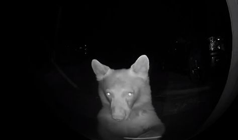 VIDEO: Nosy Bear Rings the Doorbell, Peers Into Camera Door Bell Camera, Doorbell Camera, Surprise Visit, Door Bell, We Bear, Ring Doorbell, Ding Dong, Bad Jokes, Cute Little Animals