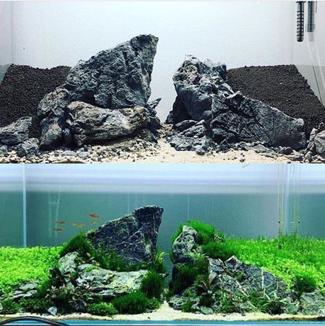 Aquascaping Ideas, Goldfish Aquarium, Biotope Aquarium, Fish Aquarium Decorations, Fish Tank Themes, Aquarium Garden, Aquarium Set, Amazing Aquariums, Fish Tank Terrarium