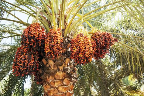 How to Grow and Care for Date Palm Trees at Home - 2022 - MasterClass Growing Dates, Aucuba Japonica, Date Palm Tree, Ancient Garden, Date Palms, Fresh Dates, Design Garden Ideas, Root Structure, Date Palm