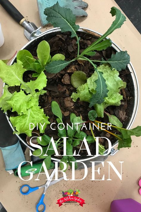 Growing a container salad garden is easy for new and experienced gardeners alike. No matter the size of your yard, fresh salad can be grown in a flash, and they're beautiful on the front porch or patio! Vegetable Garden | salad garden | container gardening Salad Planter Ideas, Salad Garden Container, Salad Bowl Planter, Salad Containers Lunch Boxes, Salad Container Garden, Bentgo Salad Container, Sweet Smelling Flowers, Garden Sink, Garden Catalogs