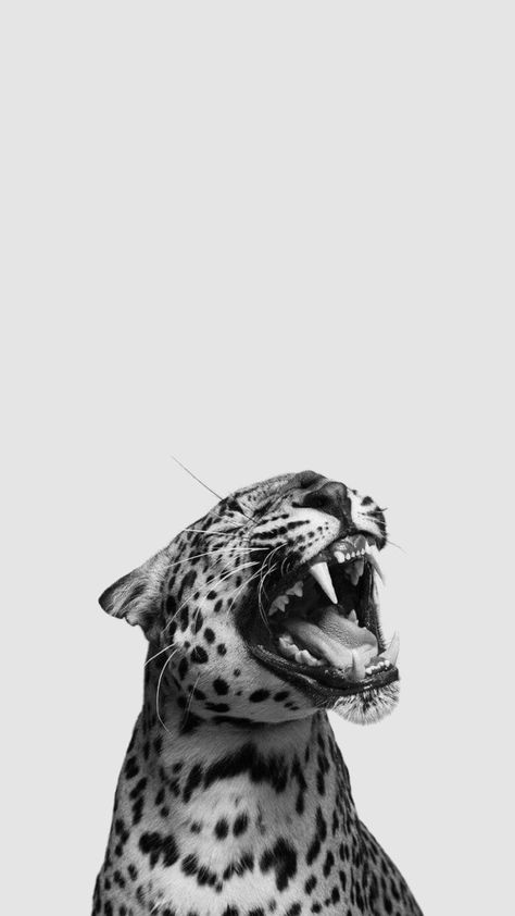 Leopard Print Background, Animals Quotes, Leopard Print Wallpaper, Cheetah Print Wallpaper, Underwater Scenes, Cute Summer Wallpapers, Simple Phone Wallpapers, Iphone Wallpaper Photos, In The Stars