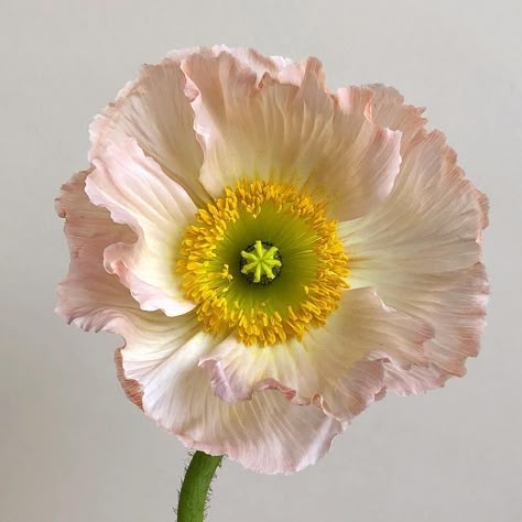 Icelandic Poppy, Evergreen Flowers, Icelandic Poppies, Pink Poppies, Colorful Bouquet, Poppy Flower, Types Of Flowers, Flowers Nature, Flower Photos