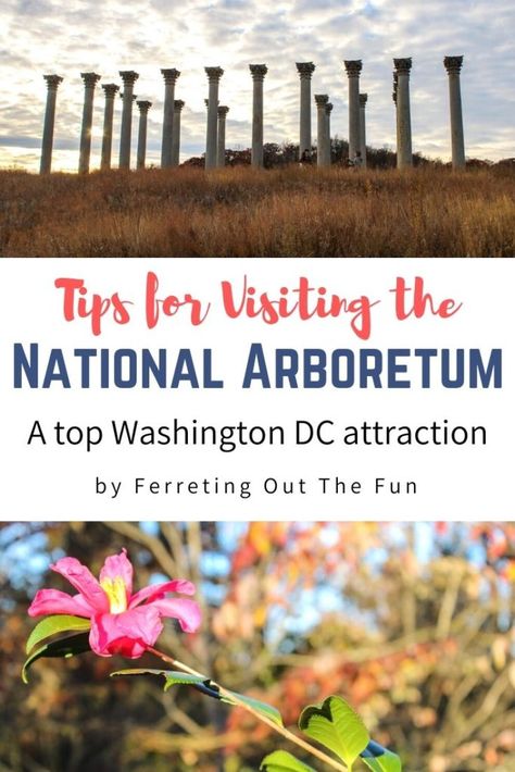 Tips for visiting the National Arboretum in Washington DC National Arboretum Dc, Travel Secrets, Washington Dc Travel, Dc Travel, Hiking Spots, Fun Adventure, Bonsai Garden, Travel Time, Amazing Travel Destinations