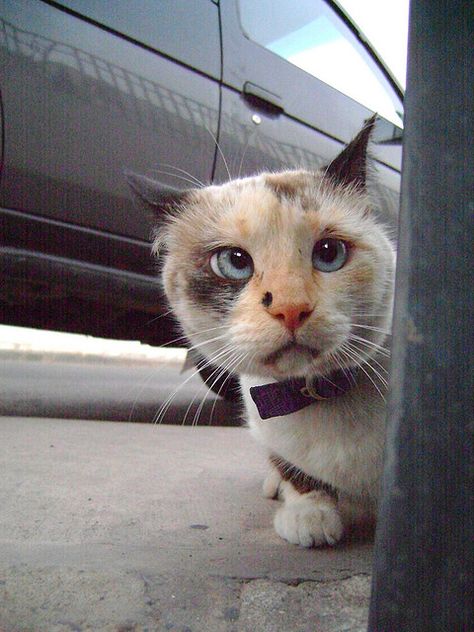 Crossed Eyes, Cutest Kittens, Cross Eyed, Pretty Kitty, Street Smart, Cat Facts, Cute Animal Pictures, Siamese Cats, Cats Meow